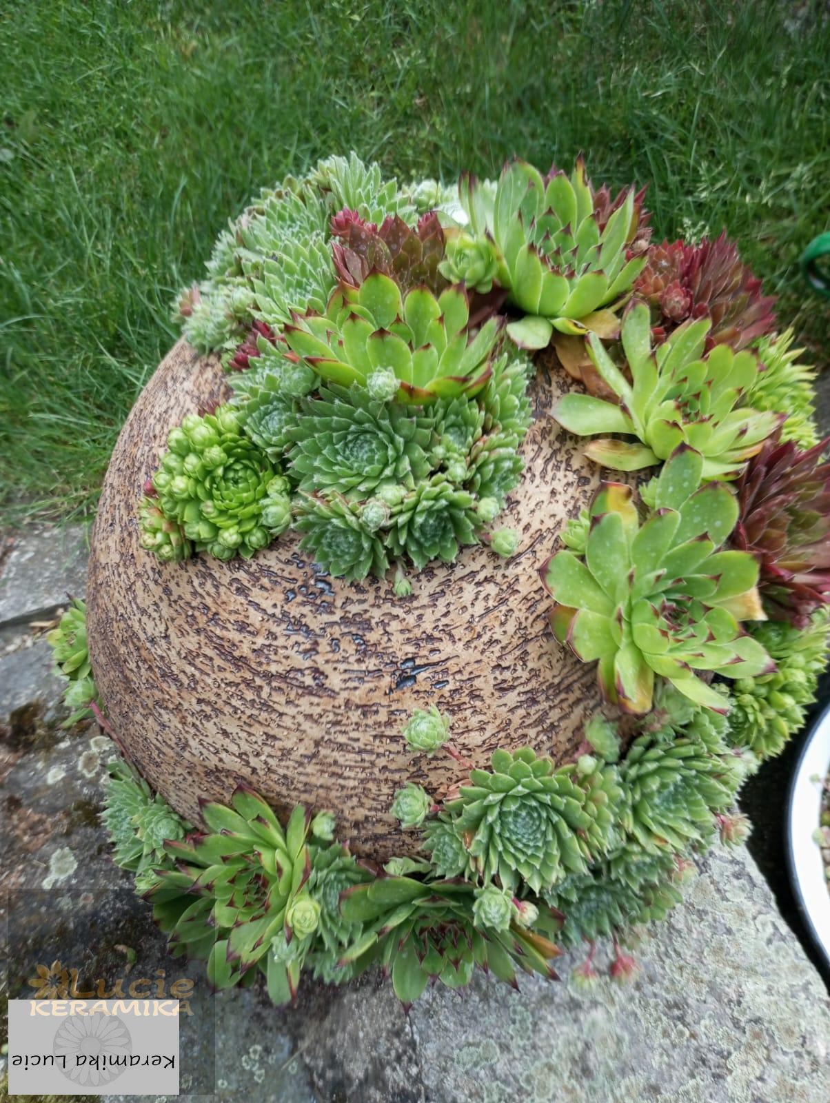 Koule na sukulenty 25 cm