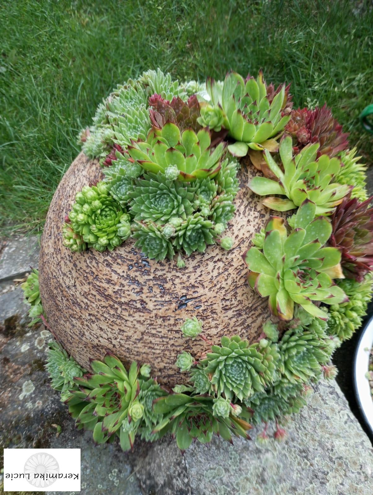 Koule na sukulenty 20 cm